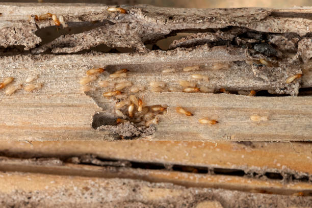 Best Wasp Removal Services  in West Loch Estate, HI
